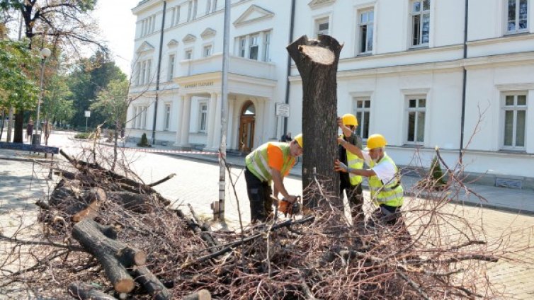 Режат опасни дървета в София 