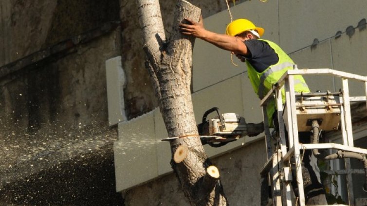 Премахват опасни дървета в центъра на София