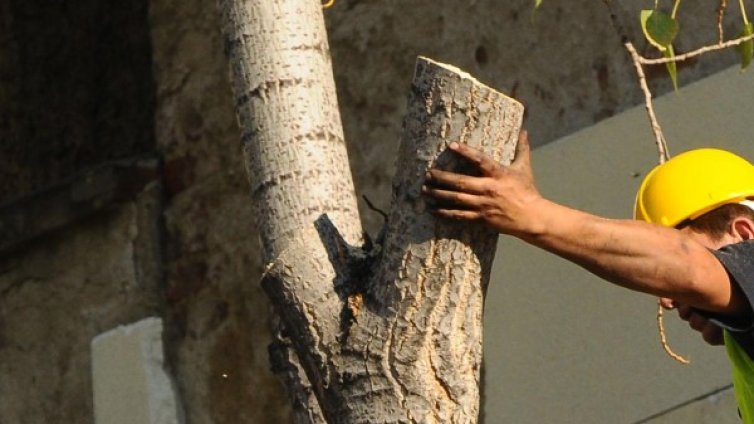 Паднал клон едва не уби горски 