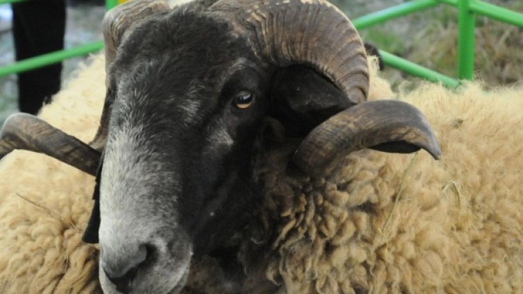 Бюджетът за животновъдство за 2014 г. -  катастрофа