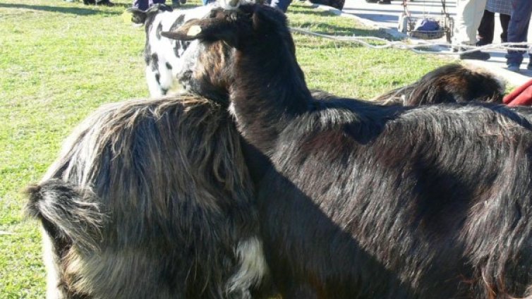 Изплащат исканите субсидии за животновъдите