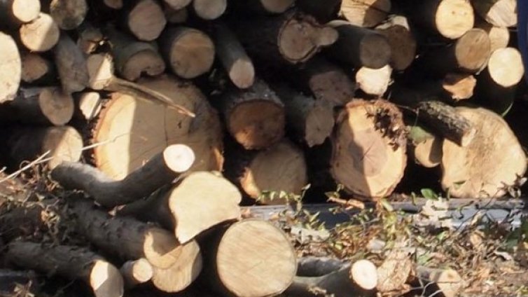 Мъж почина, ударен от дърво