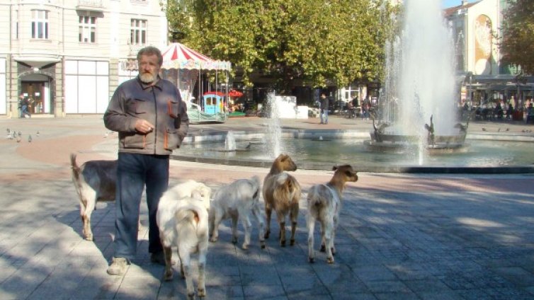 Недоволен доведе козичките си пред Община Пловдив