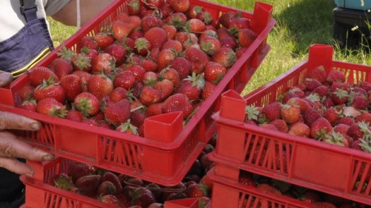 Търсят се берачки на ягоди в Испания 