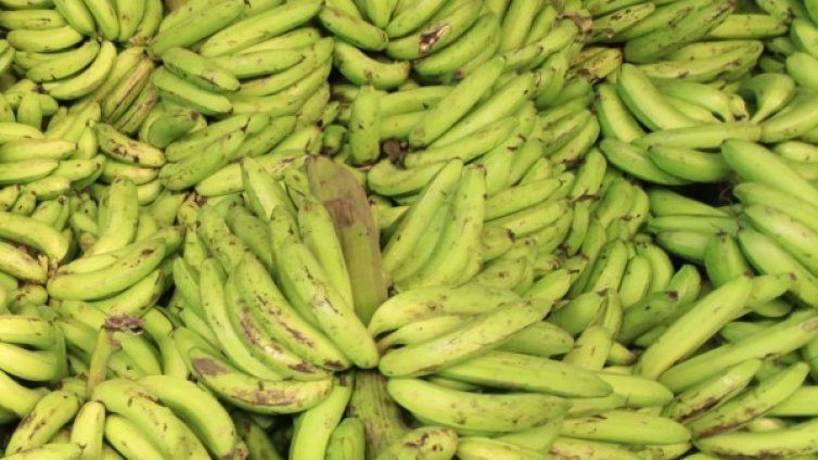 Бананите са на път да изчезнат