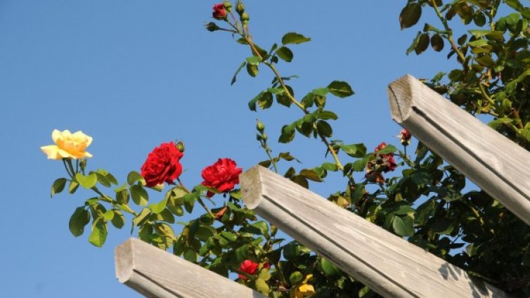 Хиляди рози, шибои и незабравки засадени в Пловдив