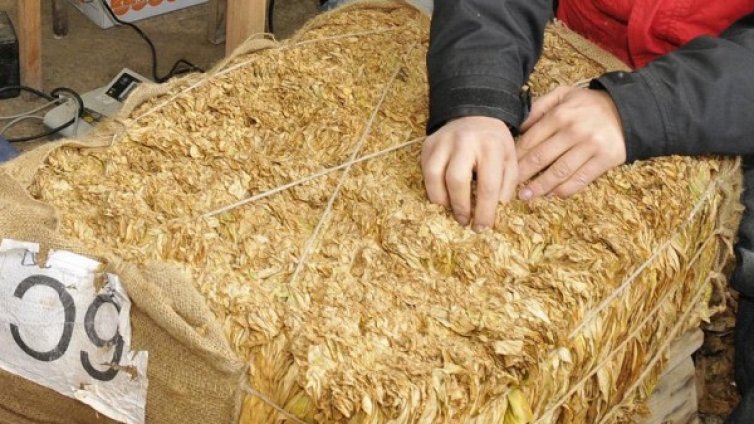 Изкупната кампания за ориенталски тютюн започва след празниците