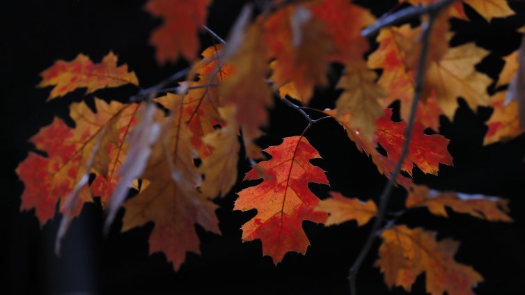 Дъб от времето на Луи XIV беше отсечен във Франция 