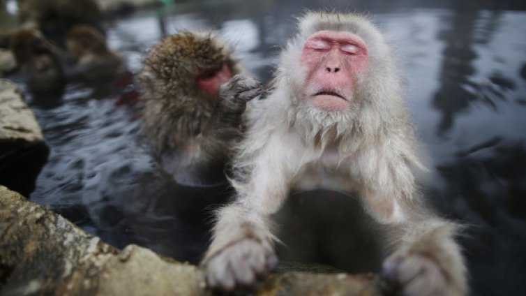 Снежна баня за макаци – голям кеф!