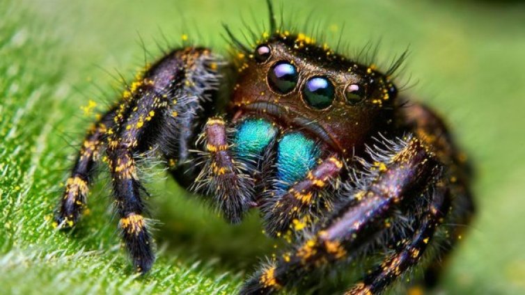 И паяците имат своя чар