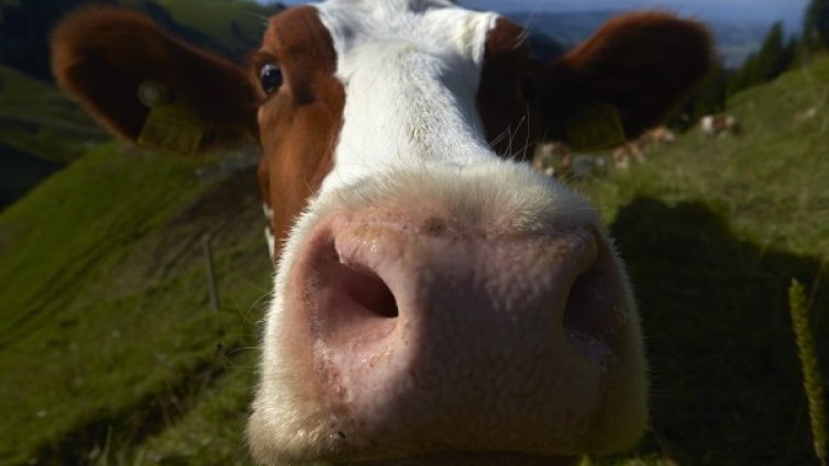 Пасищата да се отдават с предимство на животновъди, иска ГЕРБ 