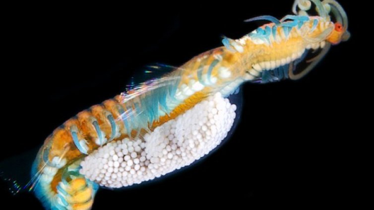 Чудати мекотели бродят по океанското дъно