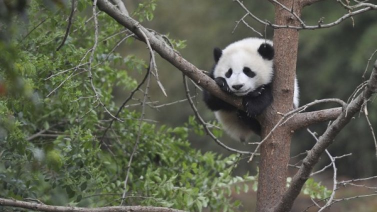 И пандите обичат сладкото