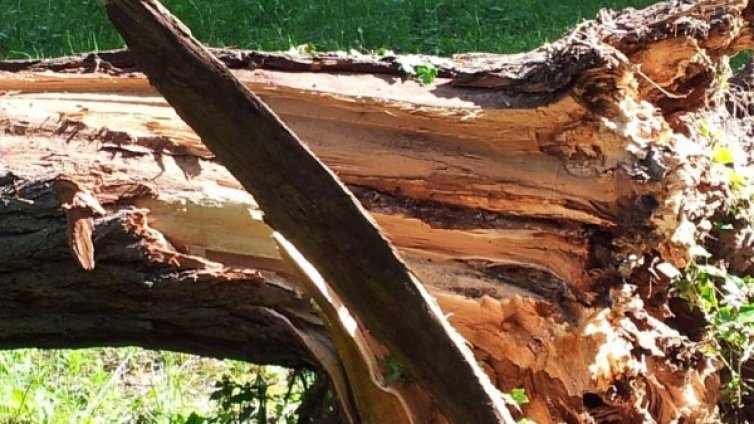 Дърво затисна и уби работник в Стара планина 