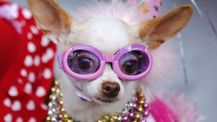 Кучето като моден аксесоар