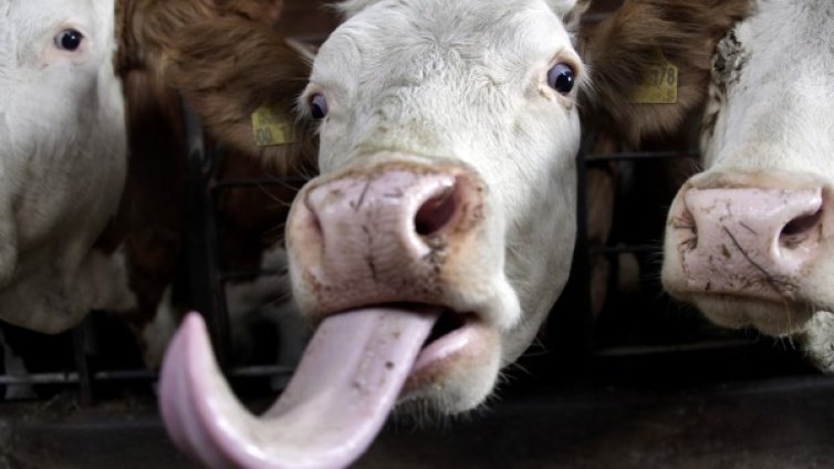 US крави сами се доят с робот