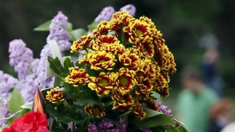 Декоративните растения - "токсичният рай" за пчелите 