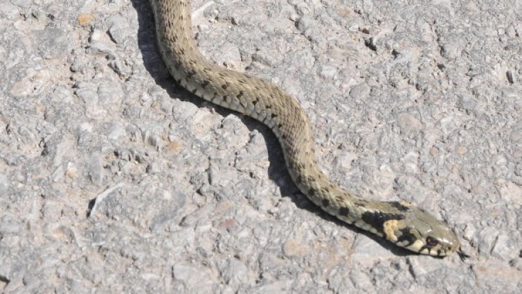 Над 200 змии изпълзяха от подпорна стена в родопско село