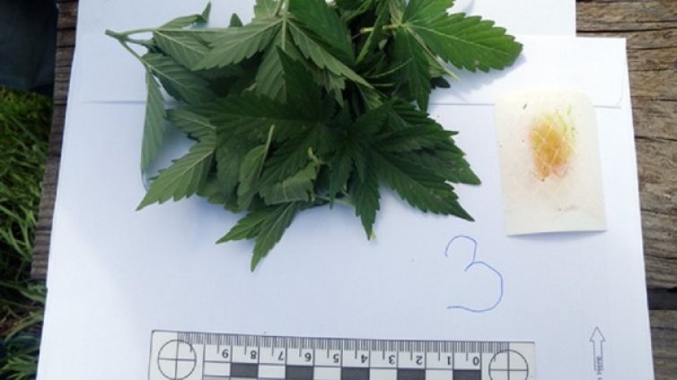 Оранжерия за канабис разкрита при спецоперация край Пазарджик