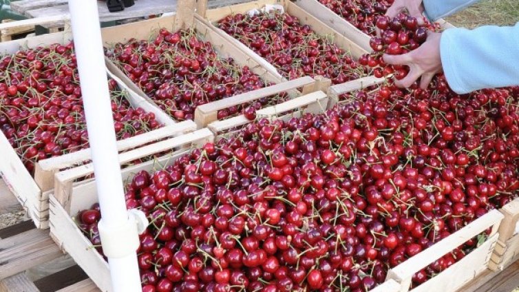 Слаба реколта от череши, достига едва по 500 кг на декар
