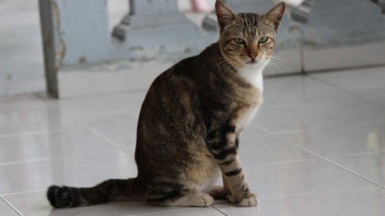 Какво издава за личността ви любимото ви животно? 