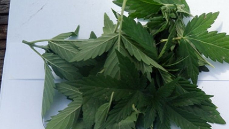 Полицаи иззеха 6 саксии с канабисови растения 