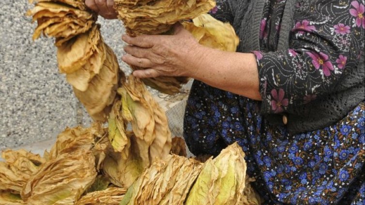 15% от тютюна у нас се продава нелегално, твърдят търговци