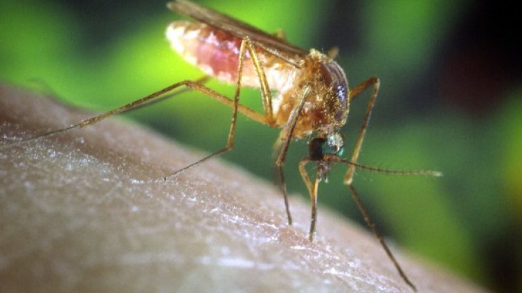 Популацията на комари в Русе - овладяна, отчете местната власт