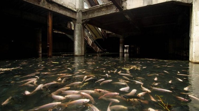 Стар мол в Банкок стана дом за хиляди риби