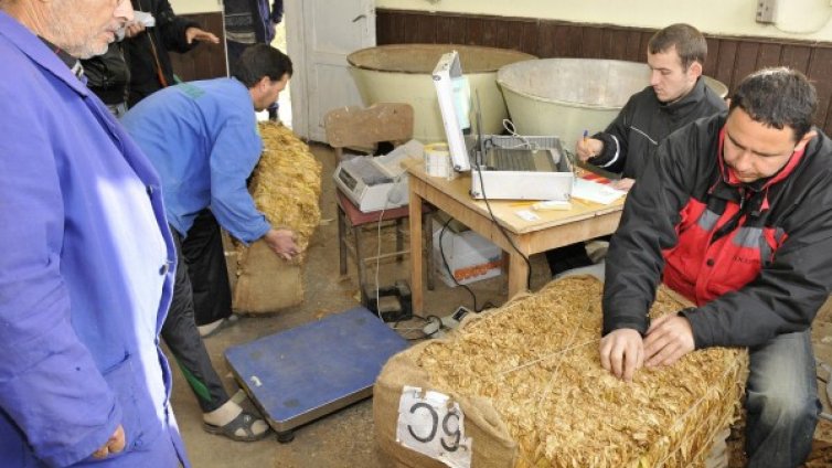 Над 40 на сто от тютюна е засегнат от мана и див огън