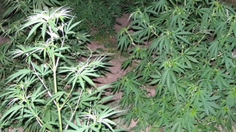 Разкриха две оранжерии за отглеждане на канабис в Петрич
