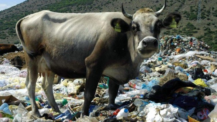 Ветеринари бият аларма: Крият се зарази по животните