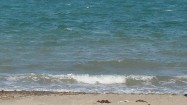 Намериха труп на делфин край "Дюни"