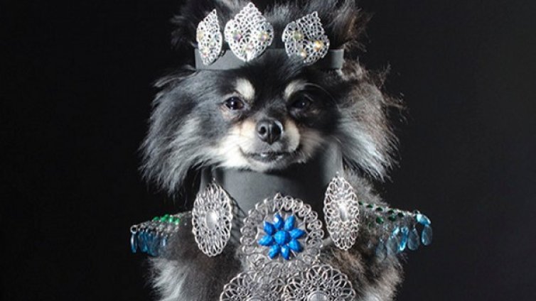 Кучето - моят любим аксесоар