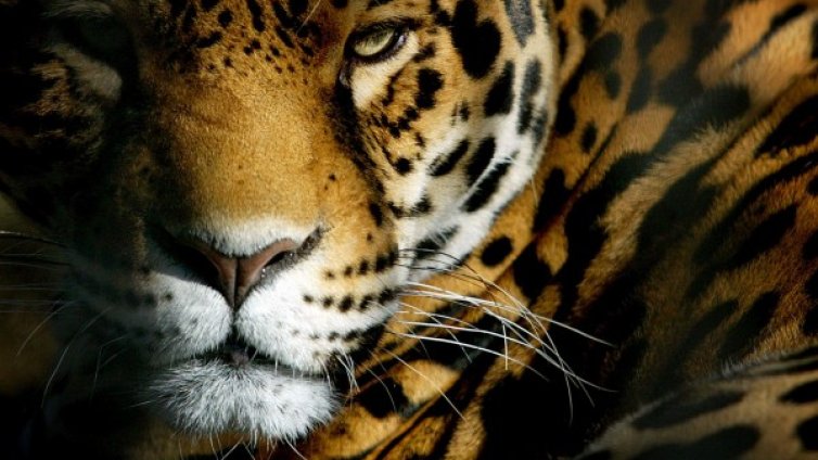 Двама, не един, изпуснали ягуара Алонсо от клетката