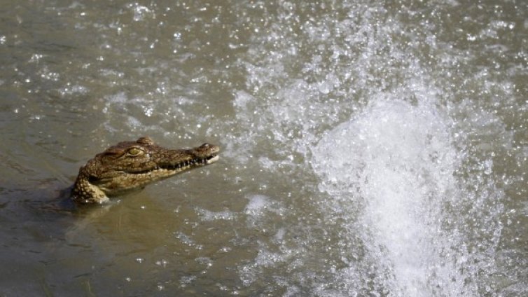 Крокодилът-албинос Майкъл Джексън глътна рибар
