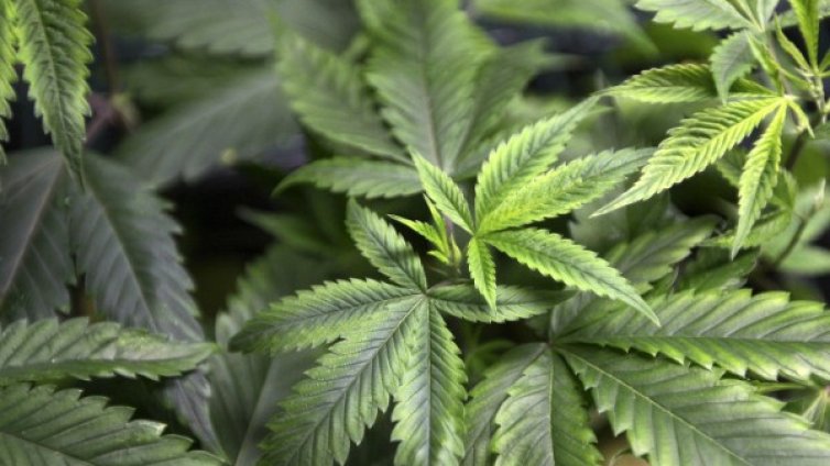 14 тона канабис са унищожени в санданското село Лебница