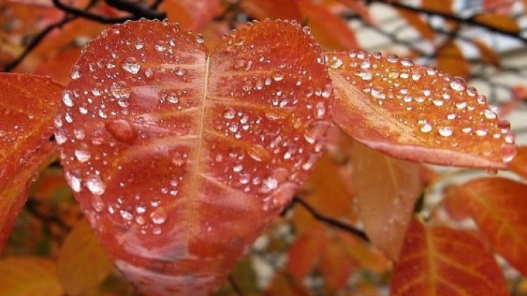 Прекрасната страна на дъжда