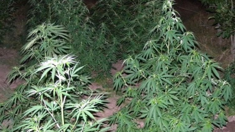 Полицаи откриха и унищожиха 104 кг канабис в Петрич