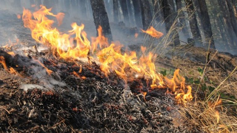 Пожар изпепели лозови масиви край Шабла