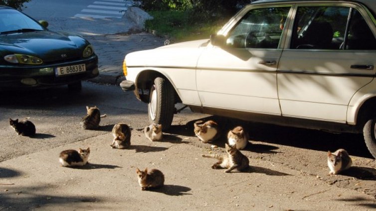 Денят в снимки