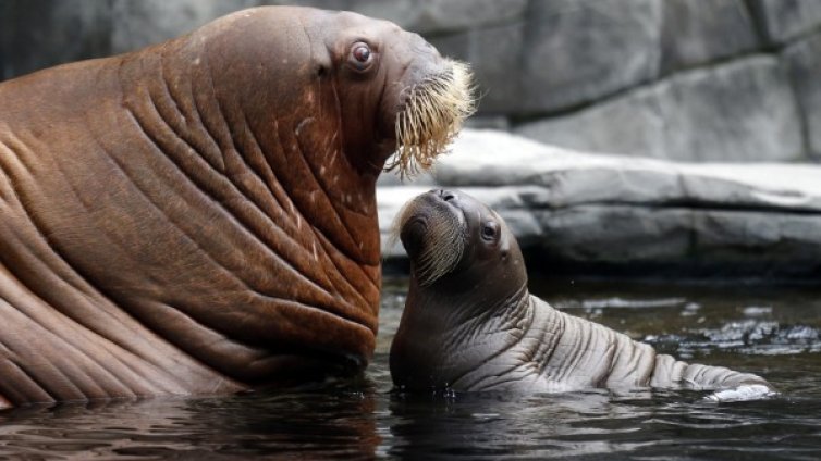 Огромен брой моржове се скупчиха на плаж в Аляска