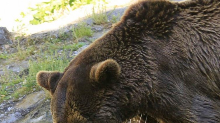 Ще гонят мечките в Карлово и Калофер с гумени куршуми