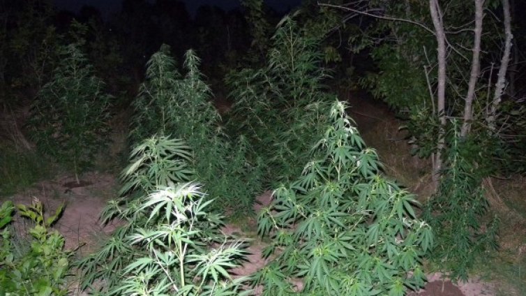  Разбиха оранжерия за коноп в шуменско село 