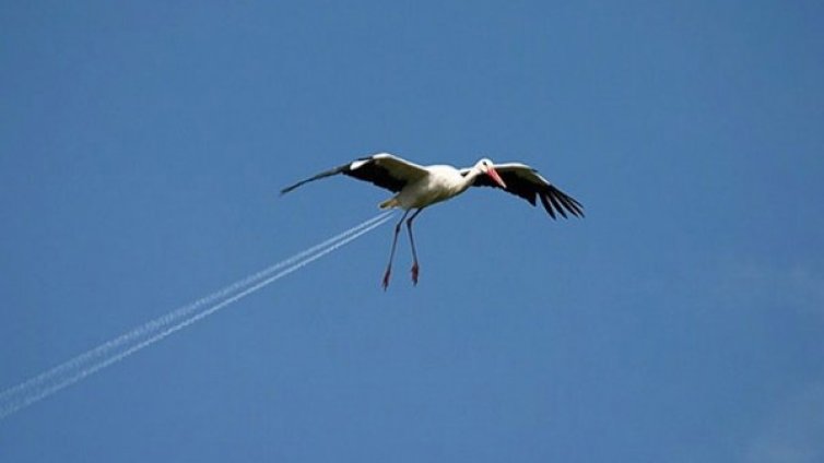 Уникални фотоилюзии