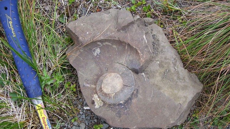 11-годишно откри фосил на 48 млн. години, докато търсило камъчета с баба си и дядо си