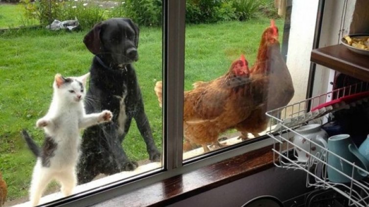 Само хората са любопитни? Ами не съвсем