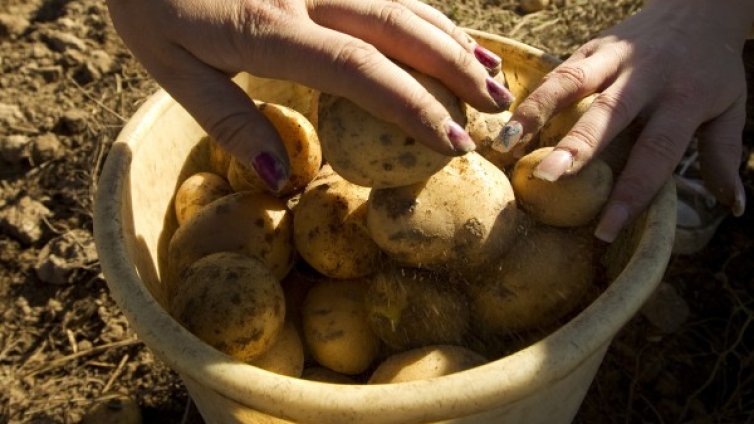 Помагат ли картофите да отслабнем?