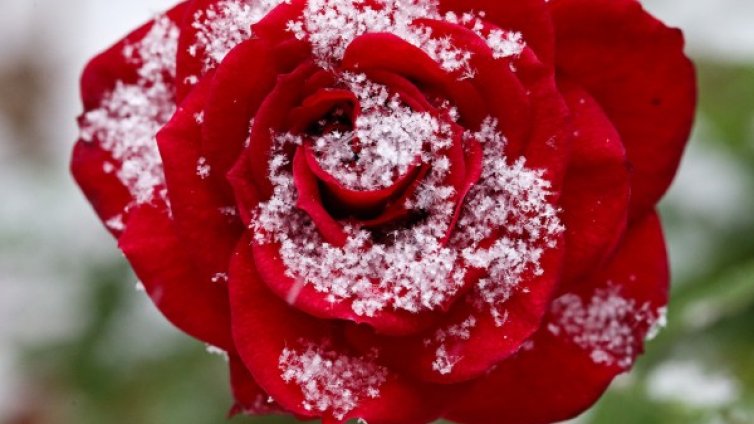 Чудните картини на зимата