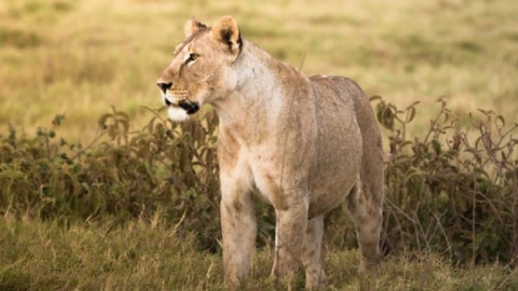 Интересни факти за Кения &ndash; част втора